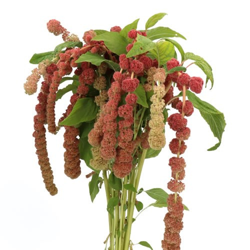 Amaranthus Hanging Coral