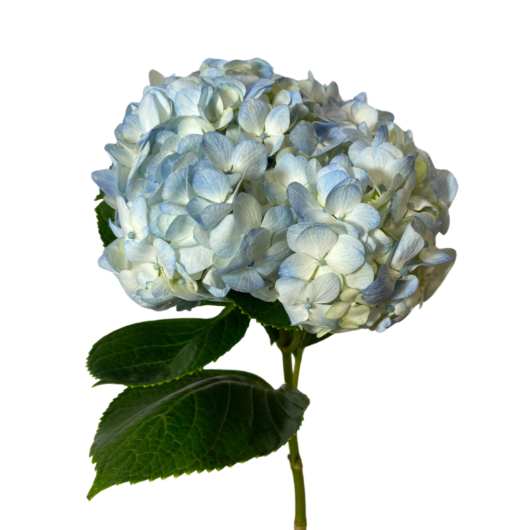 Blue Hydrangea