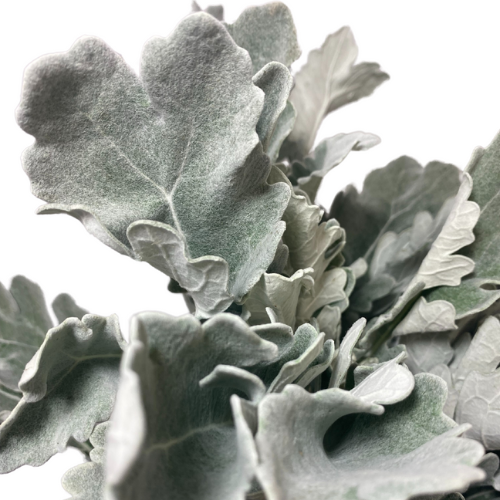 Dusty Miller 10 stems