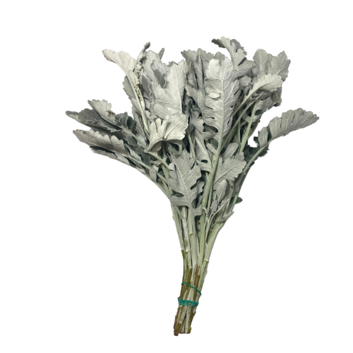 Dusty Miller 10 stems