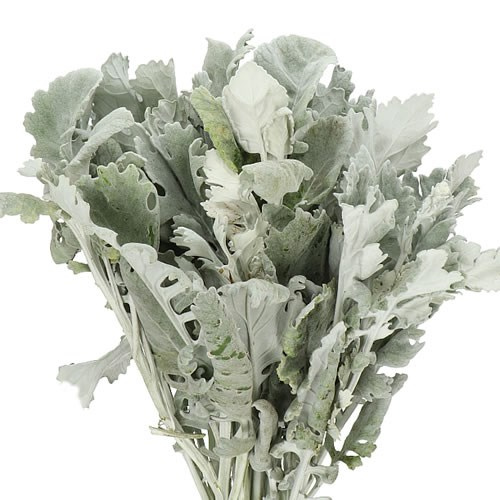 Greenery Dusty Miller