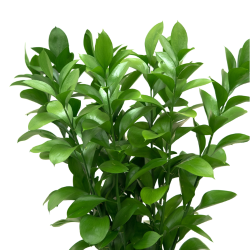 Florida Ruscus