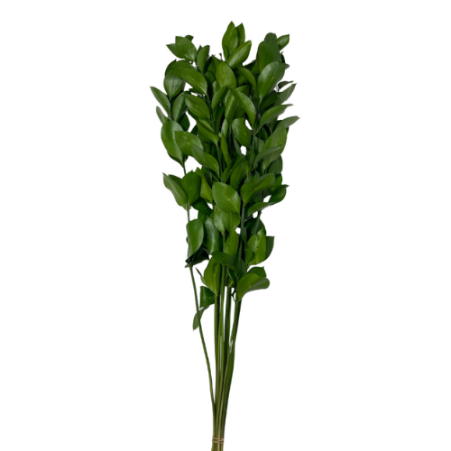 Florida Ruscus