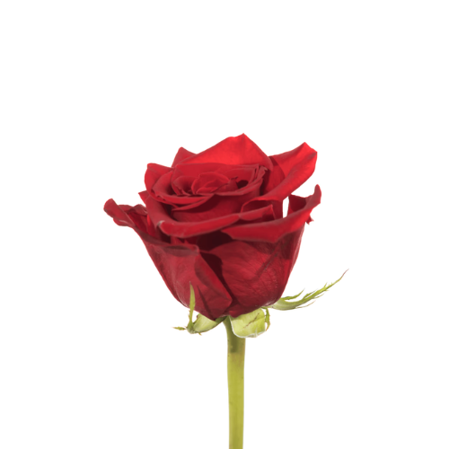 Rose Red Freedom Long