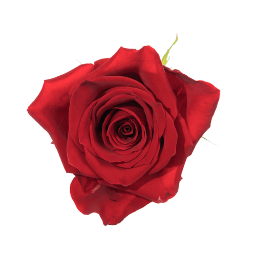 Rose Red Freedom Long