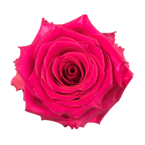 Hot Pink Rose