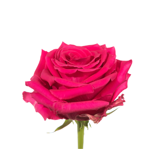 Hot Pink Rose
