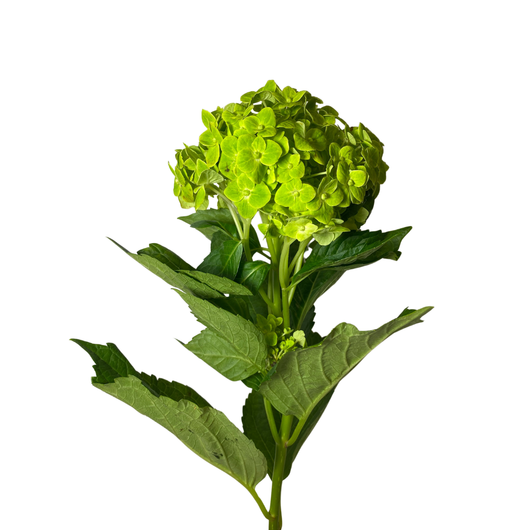 Green Hydrangea