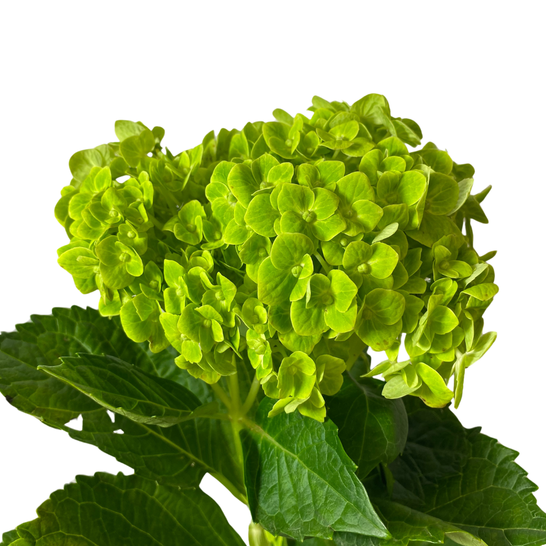 Green Hydrangea