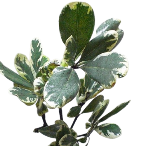 Grenery Pittosporum Green