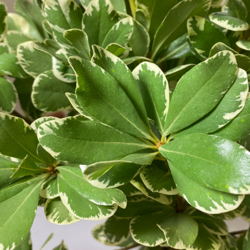 Greenery Pittosporum Variegated