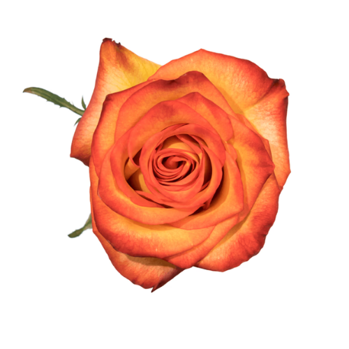 Yellow/ Red Bicolor
