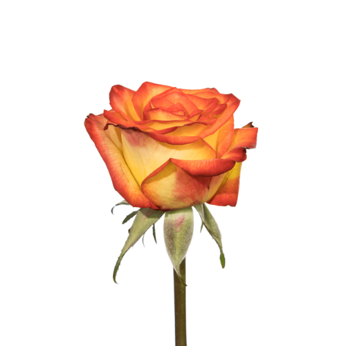 Yellow/ Red Bicolor
