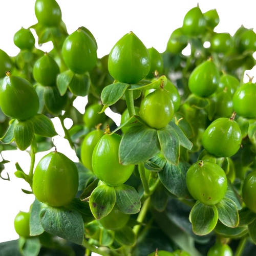 Green Hypericum