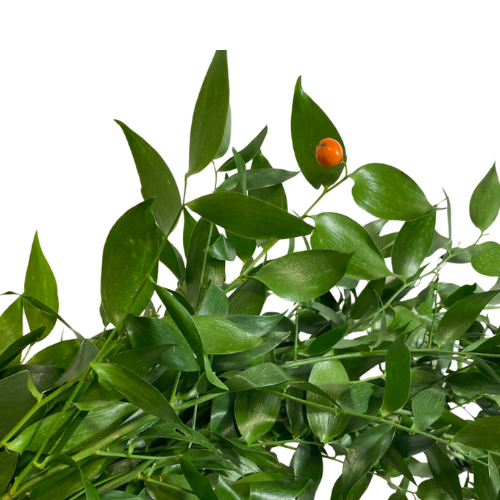 Italian Ruscus