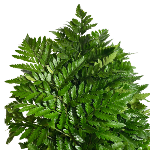 Leather Leaf