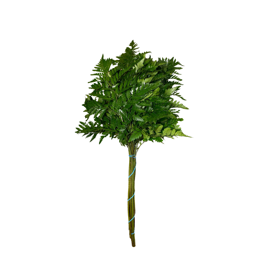 Greenery Leather Leaf