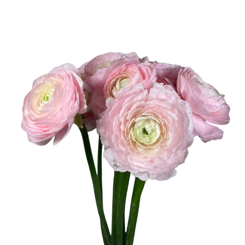 Ranunculus Pink