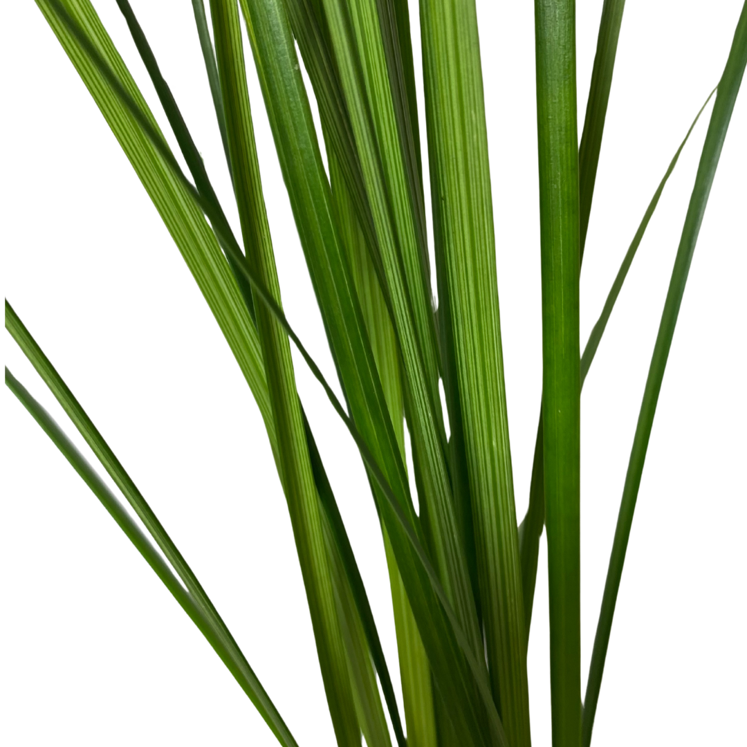 Lily Grass