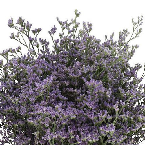 Limonium Blue