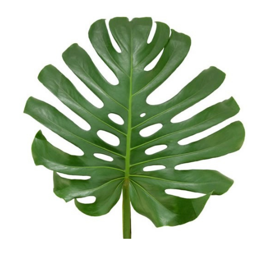 Greenery Large Monstera