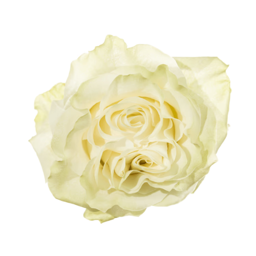 Large Head White Roses