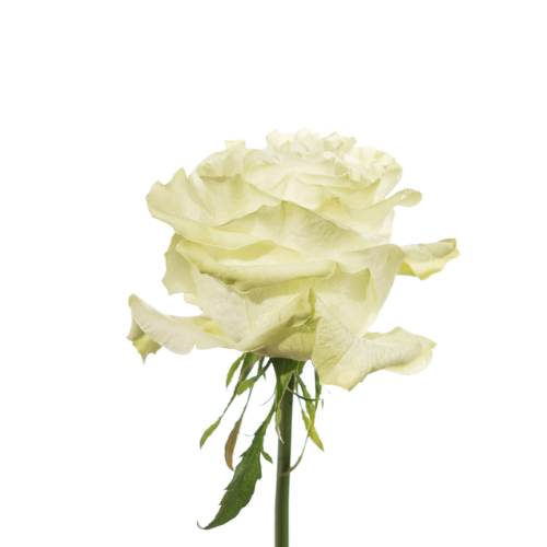 Rose White Large Head