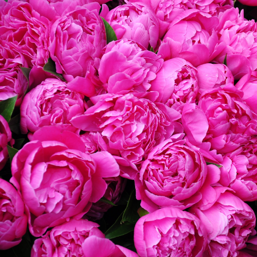 Peonies Hot Pink *Seasonal*