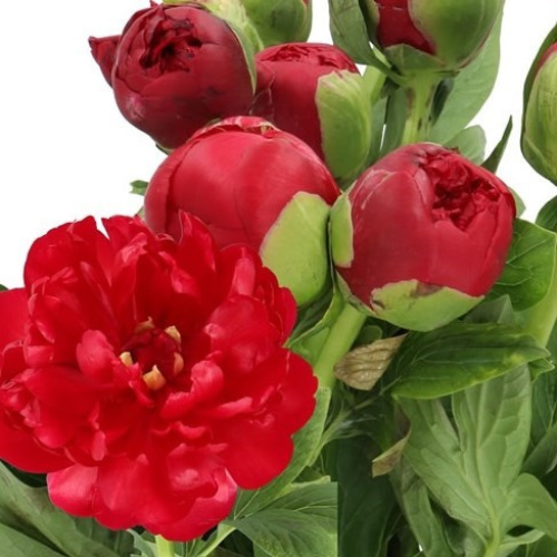 Peonies Red