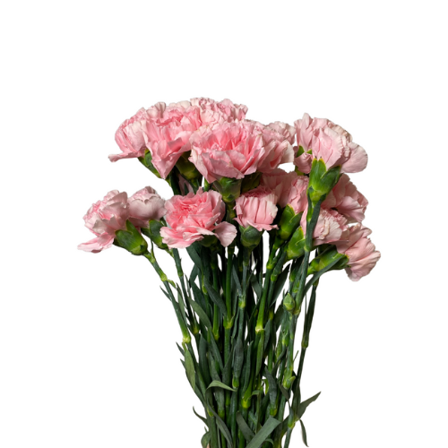 Pink Carnation