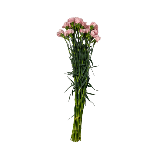 Carnation Pink