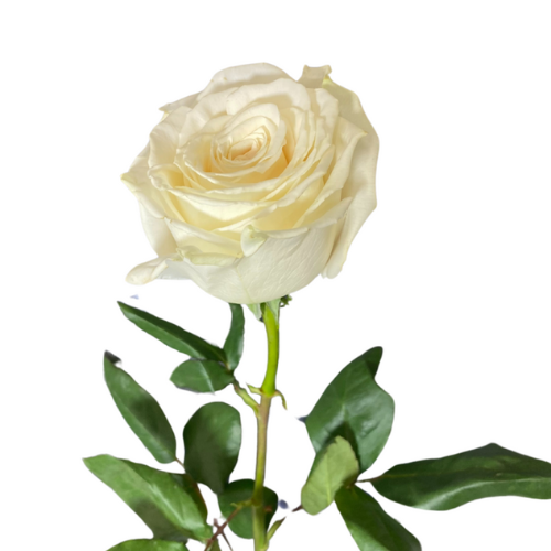 White Roses Playa Blanca