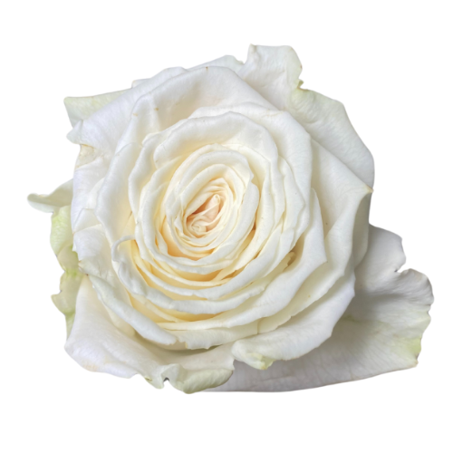 White Roses Playa Blanca