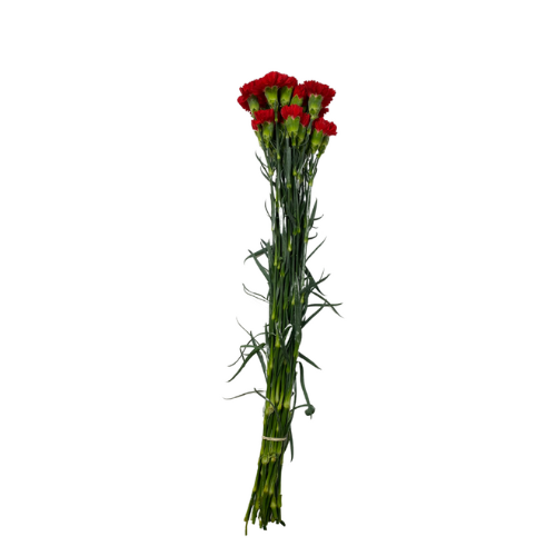 Red Carnation