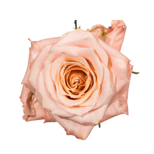 Peach Rose