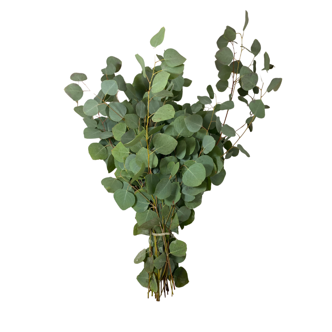Greenery Eucalyptus Silver Dollar