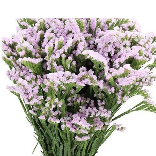 Statice Lavender