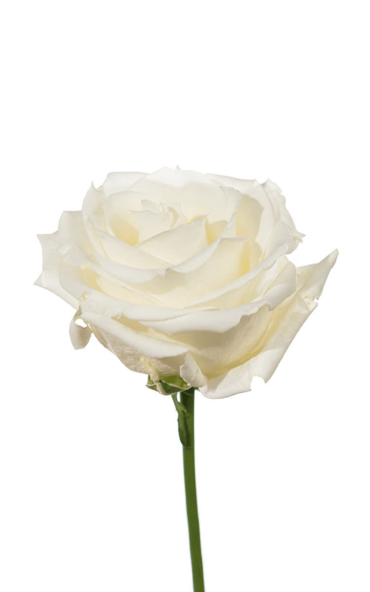Rose Tibet White