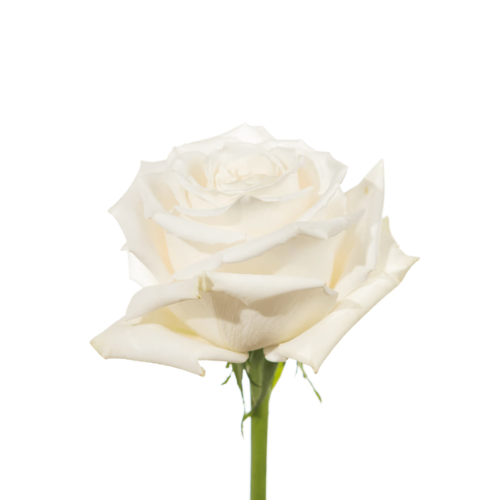 White Roses Tibet