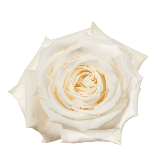 Rose Tibet White