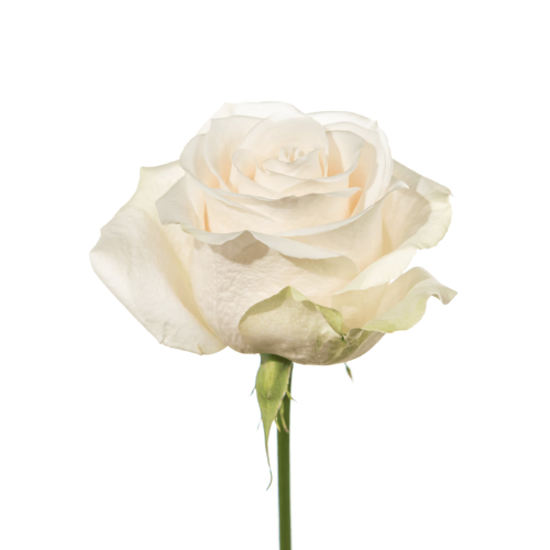 Rose Ivory