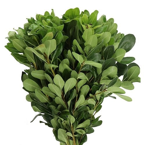 Greenery Pittosporum Green