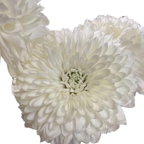 White Ball Disbud 5 stems