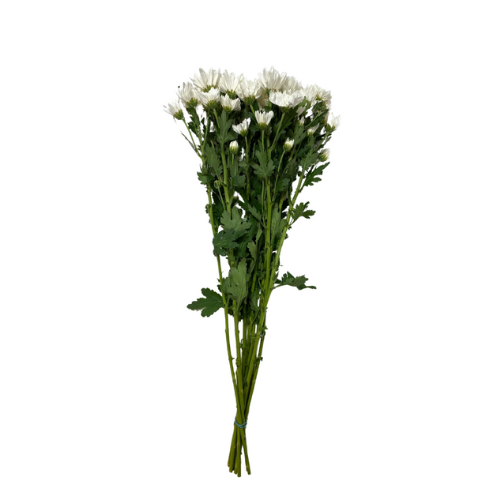 White Cushion 7 stems