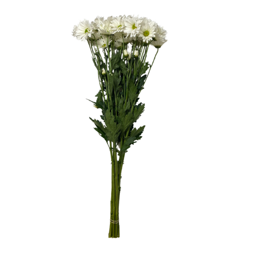 White Daisy