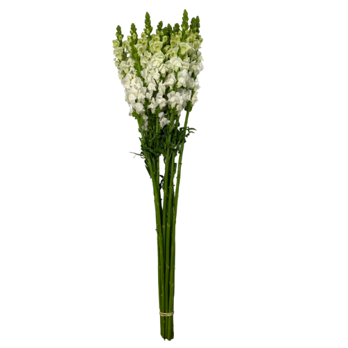 White Snapdragon
