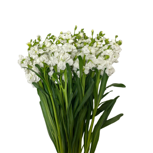 White Stock