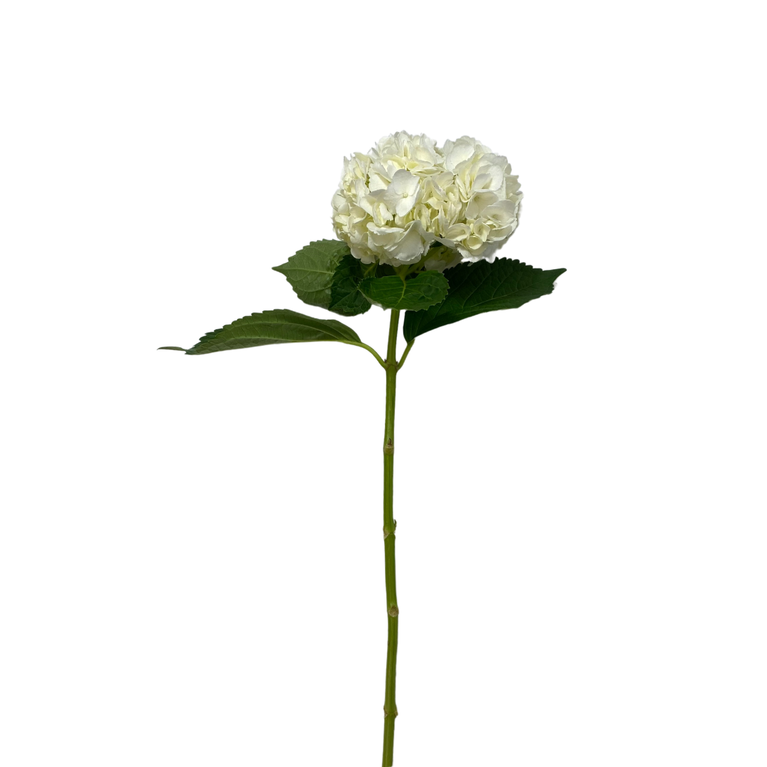 White Hydrangea