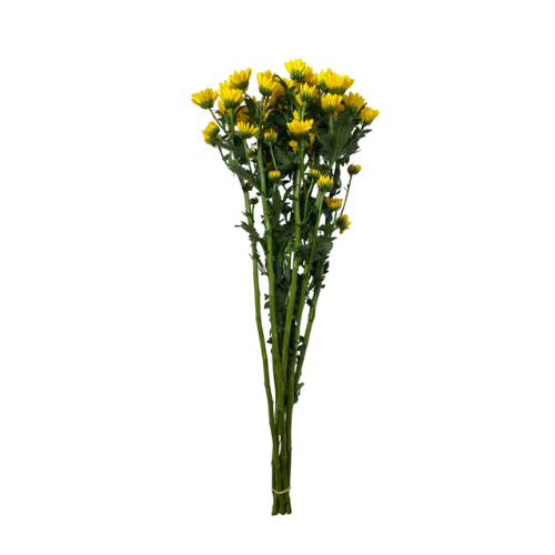 Yellow Daisy