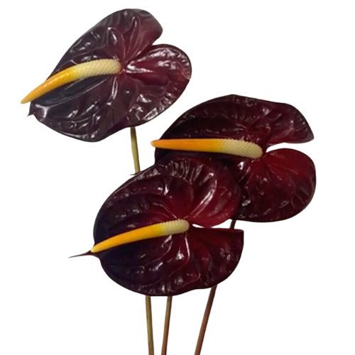 dark red anthurium Anthurium Burgundy – Wholesale Fresh Flowers for Weddings